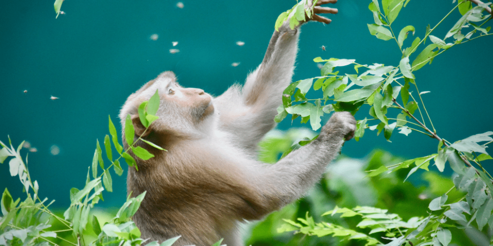 thailand-asian-wildlife-rescue-center10