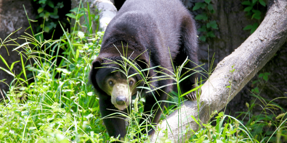 thailand-asian-wildlife-rescue-center14