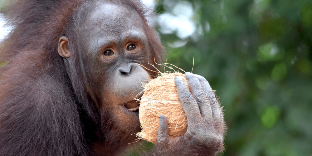 thailand-asian-wildlife-rescue-center16