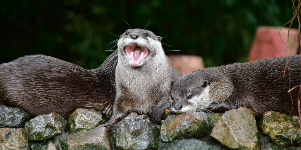 thailand-asian-wildlife-rescue-center17