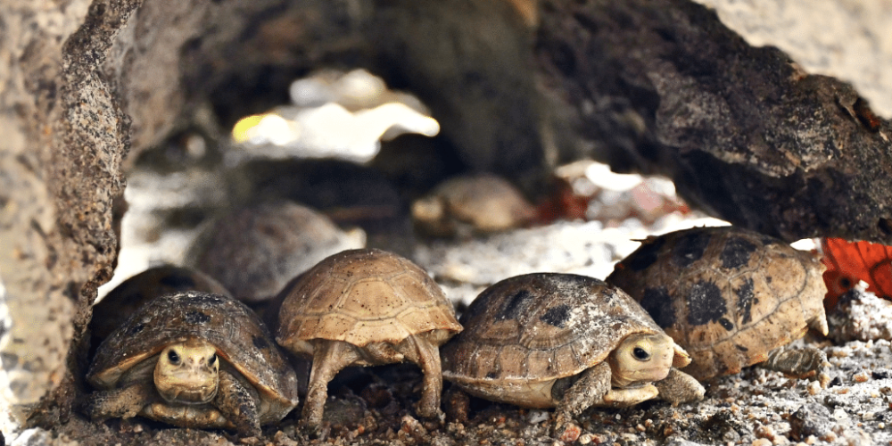 thailand-asian-wildlife-rescue-center9