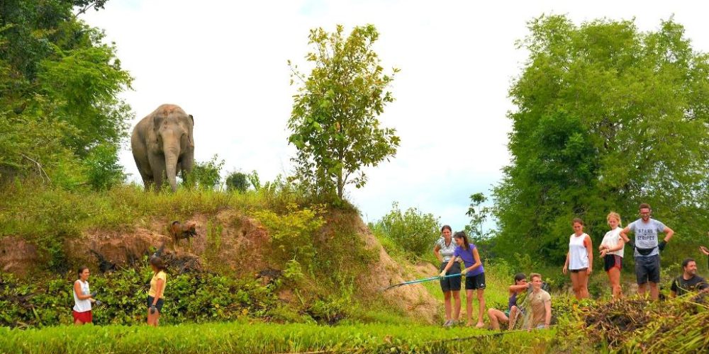 thailand-new-elephant-forest-refuge1