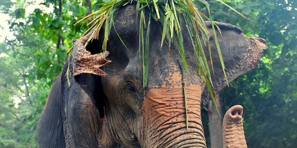 thailand-new-elephant-forest-refuge19