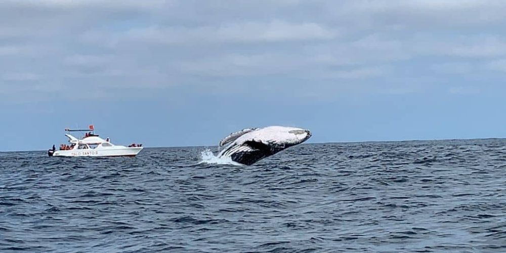 Ecuador - Humpback Whale Conservation 1