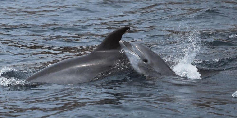 Ecuador - Humpback Whale Conservation 8