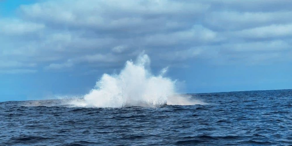 Ecuador - Humpback Whale Conservation 11