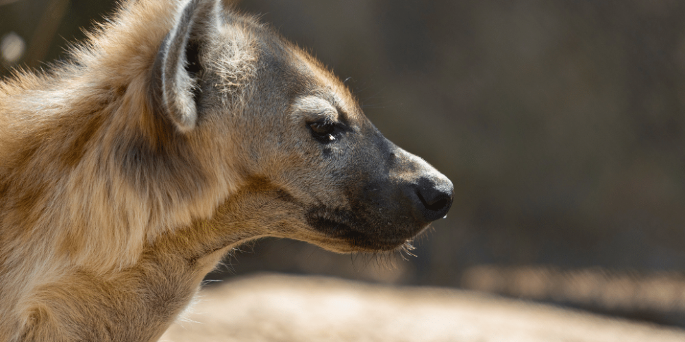 zimbabwe-african-wildlife-orphanage-2023-10