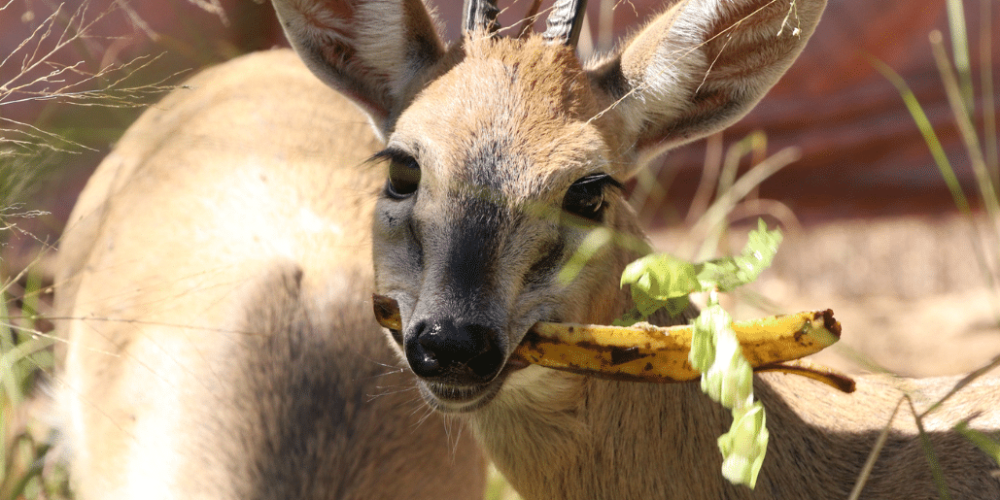 zimbabwe-african-wildlife-orphanage-2023-20