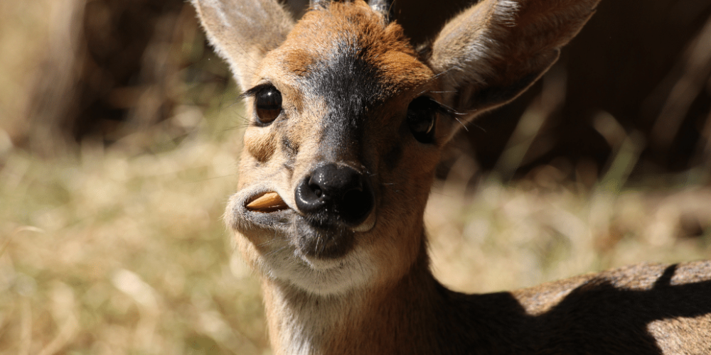 zimbabwe-african-wildlife-orphanage-2023-21