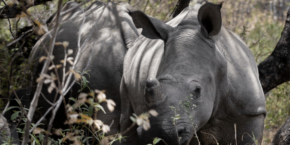 zimbabwe-african-wildlife-orphanage-2023-23