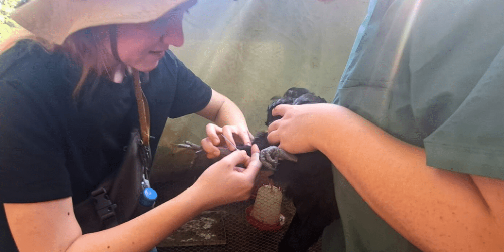 zimbabwe-pre-vet-african-wildlife-orphanage16