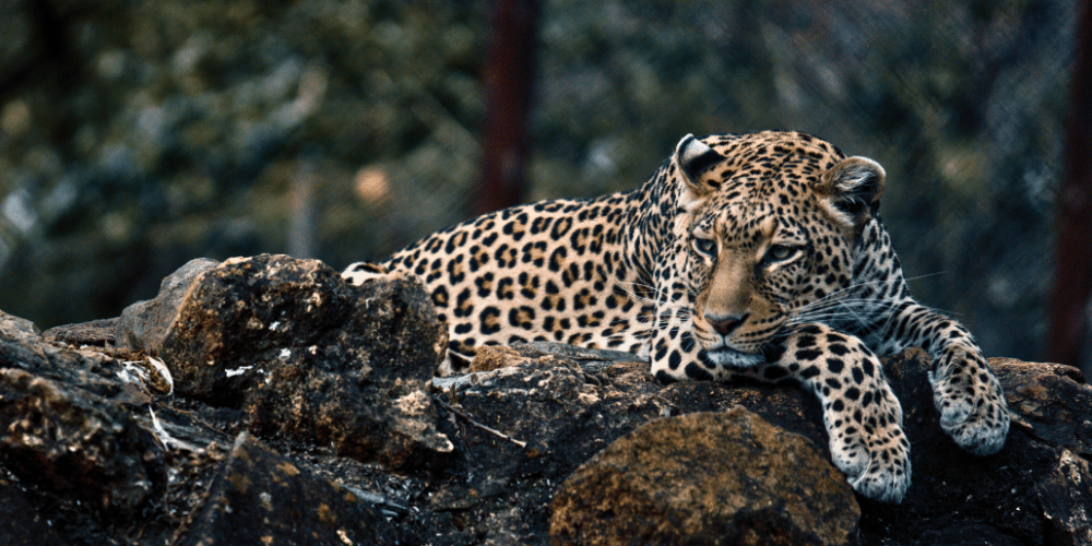 zimbabwe-pre-vet-african-wildlife-orphanage20