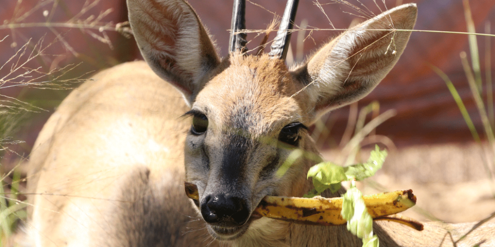 zimbabwe-pre-vet-african-wildlife-orphanage25