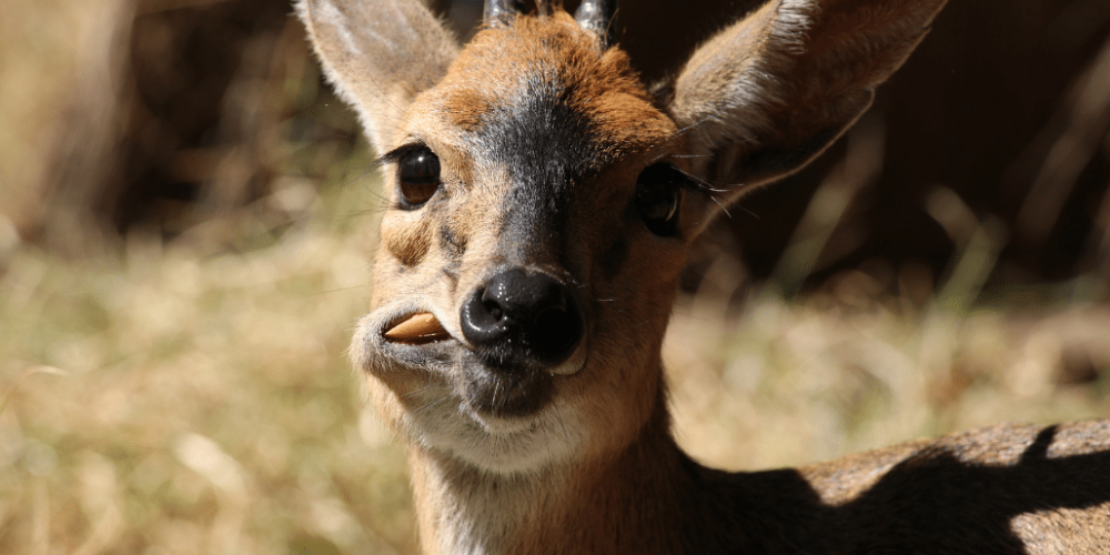 zimbabwe-pre-vet-african-wildlife-orphanage26