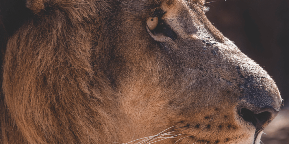 zimbabwe-pre-vet-african-wildlife-orphanage31