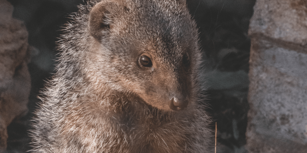 zimbabwe-pre-vet-african-wildlife-orphanage34