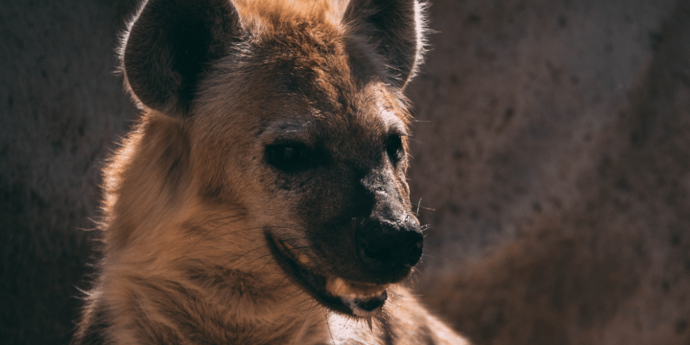 zimbabwe-pre-vet-african-wildlife-orphanage36